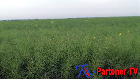 VIDEO. Dâmboviţa: 19.857 de hectare  de culturi, afectate de secetă în anul 2016