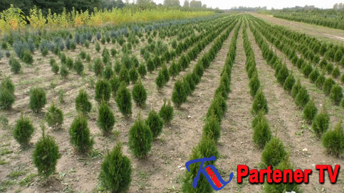 VIDEO. Direcţia Silvică Dâmboviţa  şi-a realizat cu brio indicatorii iar Pepiniera Găeşti este o mândrie