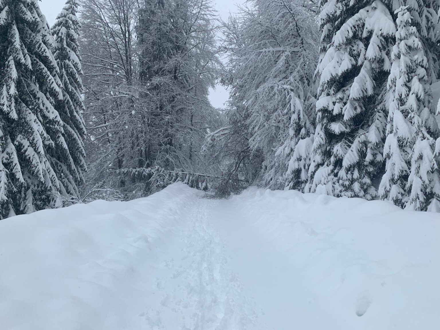 DJ 714 Sanatoriu Moroeni-Peștera, blocat de arbori doborâţi de zăpadă