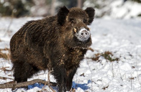 Un austriac, invitat la o partidă de vânătoare în comuna Ludeşti, a decedat în urma unui infract