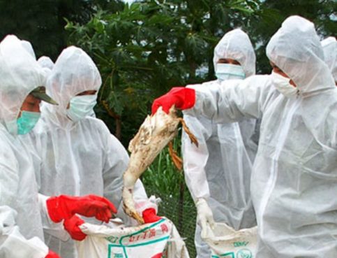 FOCAR de Salmonella la o fermă din Valea Mare, 48.000 de găini vor fi ucise