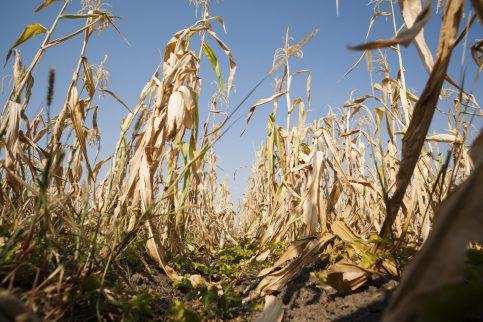 Producătorii agricoli ale căror culturi înființate în toamna anului 2019 au fost afectate de seceta pedologică manifestată în anul agricol 2019-2020, vor beneficia de despăgubiri
