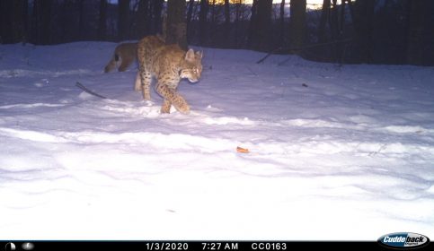 VIDEO. Specialiștii Fundației Conservation Carpathia au monitorizat  râsul- felină sălbatică a Europei, într-o zonă pilot din estul Munților Făgăraș, Piatra Craiului și Munții Leaota