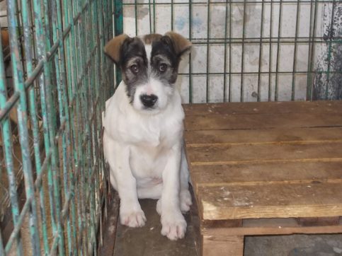 Sterilizarea animalelor: Superputerea care salvează mii de vieți în România