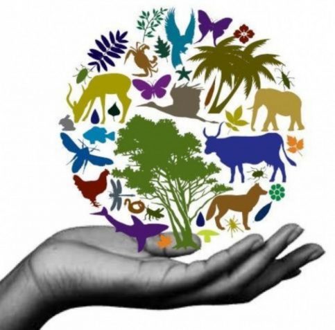 22 mai, Ziua Internațională a Biodiversității