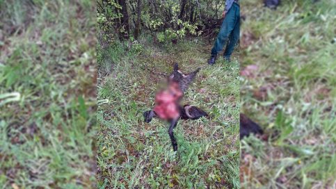 S-a solicitat împuşcarea ursului care a terorizat localnicii din comuna Pucheni. VIDEO