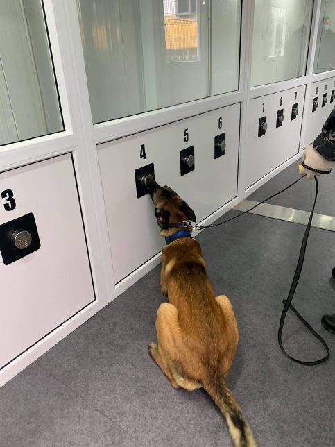 În aeroportul din Sibiu, câinii antrenați special pentru a detecta infectarea cu COVID-19, trec la treabă. Cum stă treaba cu secvențierea genomică a virusului SARS-CoV-2 – pentru varianta DELTA?