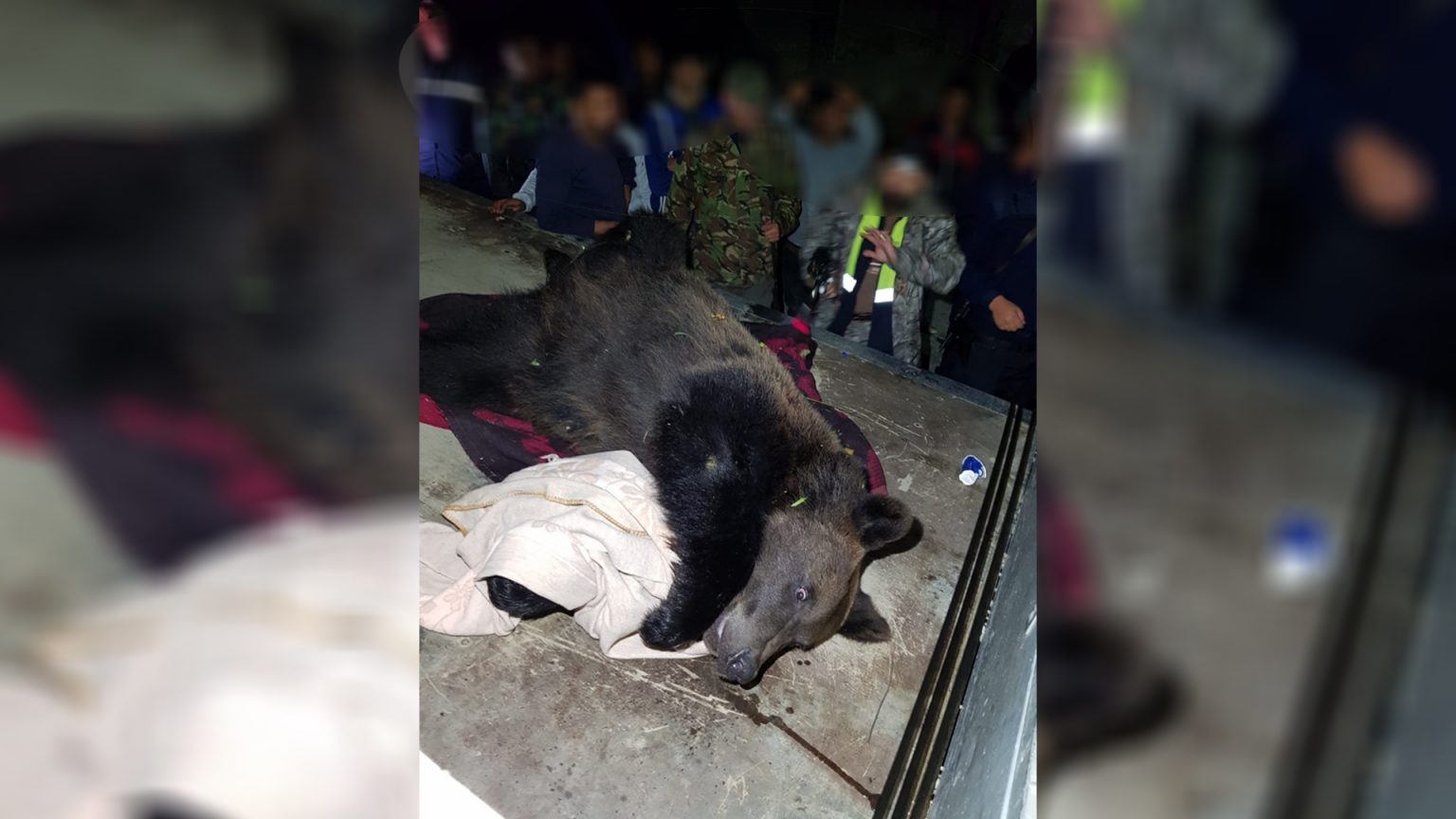 Urşii bântuie la Moroeni, băgând groază în oameni!