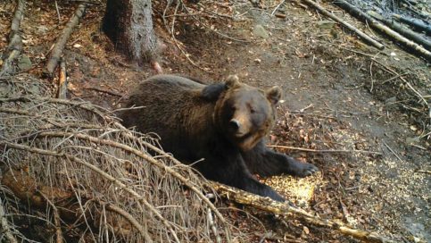 Premieră în România, recensământ al urșilor, prin metode genetice