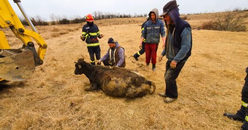Misiune de salvare a unei bovine, rămasă blocată în mâlul din albia pârâului Neagra