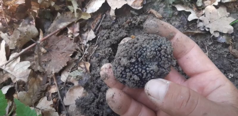 2000 de lei amendă a primit un tânăr după ce a fost prins că aduna trufe negre din pădurea de la Colacu cu ajutorul unui câine special antrenat