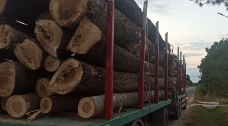 ZIUA DE ACȚIUNE – SILVICULTURĂ