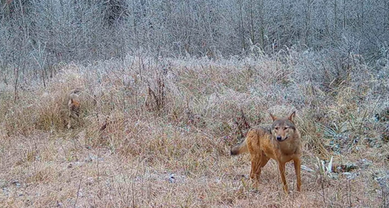 SURPRINȘI DE CAMERELE DE MONITORIZARE: Lupi într-o pădure a Parcului Natural Putna Vrancea. VIDEO