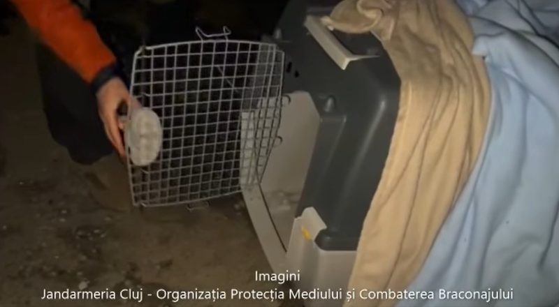 O hoață a fost capturată de jandarmi, după ce se ascunsese în interiorul unei mașini. VIDEO