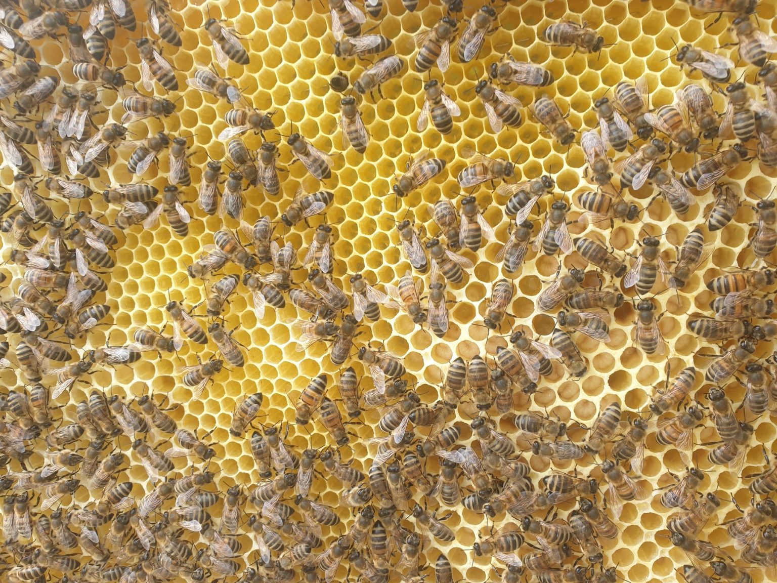 20 mai, Ziua mondială a albinelor,scopul acestui eveniment este de evidenţia importanţa albinelor pentru umanitate şi pentru a atrage atenţia