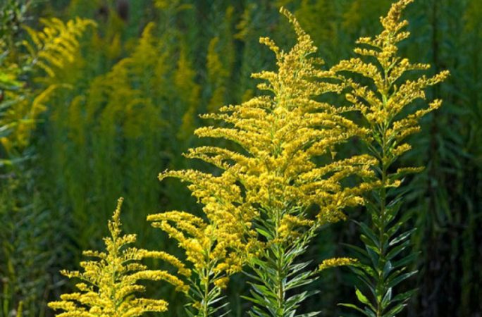 Suntem în vârf de sezon al alergiei la ambrozie: Amenzile pentru necurăţarea terenurilor de ambrozie pot ajunge până la 20.000 lei