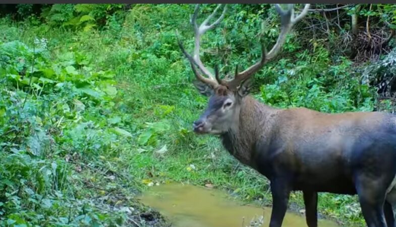 Imaginile dimineții din mijlocul naturii: În această perioadă a anului are loc boncănitul cerbului. VIDEO