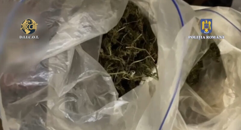 PERCHEZIȚII: Un bărbat care cultiva și comercializa droguri a fost săltat de mascați și procurorii D.I.I.C.O.T Dâmbovița. VIDEO