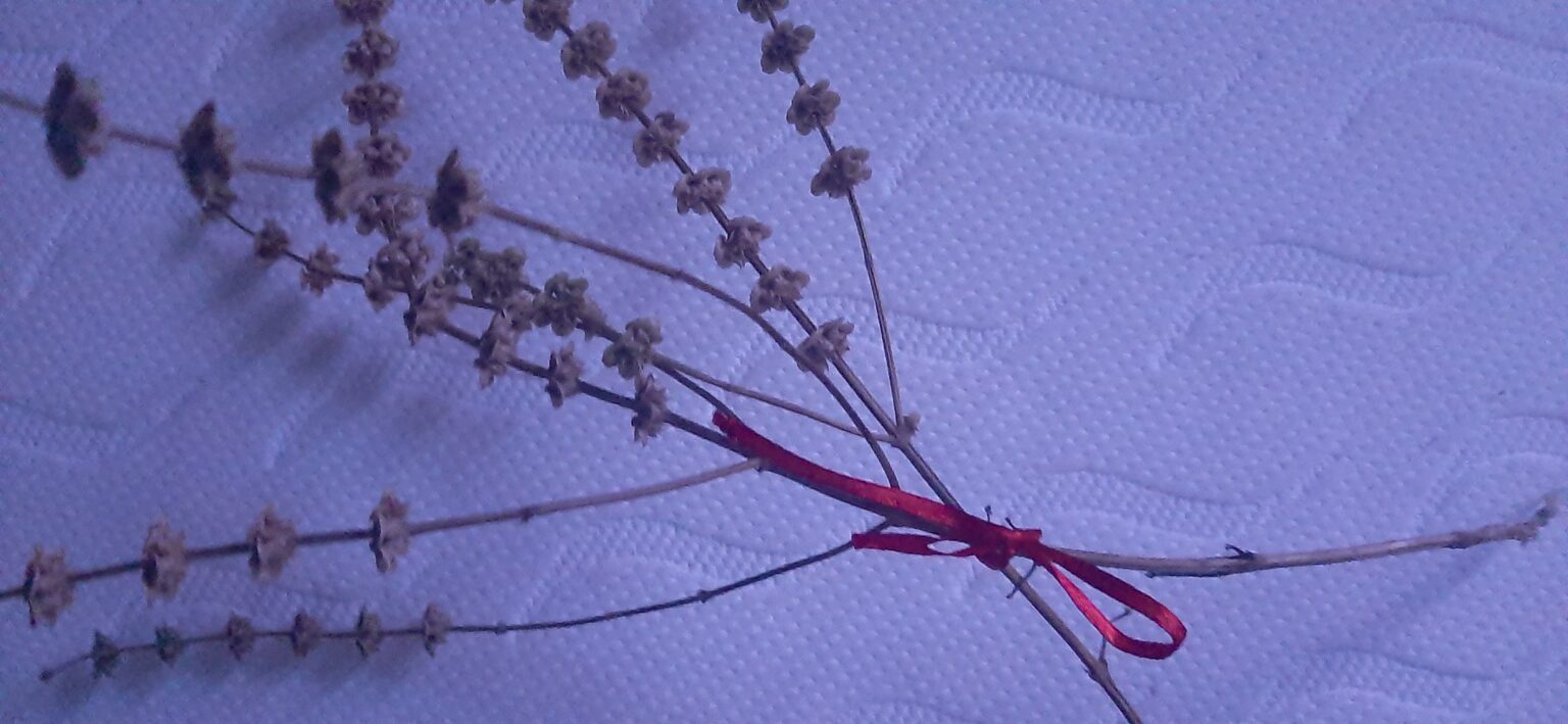 În noaptea de 5 spre 6 ianuarie, în Ajun de Bobotează, fetele nemăritate îşi pun busuioc sub pernă  În noaptea de 5 spre 6 ianuarie, în Ajun de Bobotează, fetele nemăritate îşi pun busuioc sub pernă pentru a-şi visa alesul.