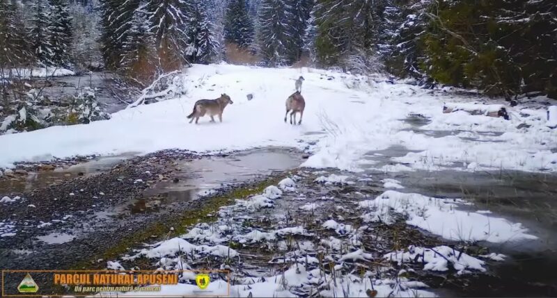 În imaginile de mai jos se observă cum lupii sesizează camera de monitorizare. VIDEO În imaginile de mai jos se observă cum lupii sesizează camera de monitorizare amplasată de rangerii de la administrația Parcului Natural Apuseni.
