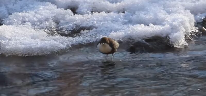 Imaginile dimineții vin din Parcul Național Piatra Craiului. VIDEO Imaginile dimineții vin din Parcul Național Piatra Craiului, cine e pregătit pentru "scufundări"?