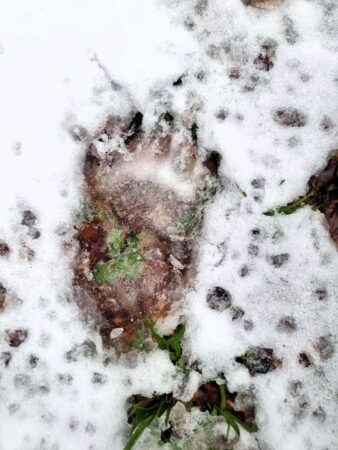 Pe o scară de la 1 la 5, cât de interesantă este o zi de muncă din viața unui ranger? Pe o scară de la 1 la 5, cât de interesantă considerați că este o zi de muncă din viața unui ranger?