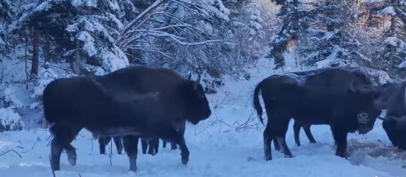 Imaginile dimineții vin din Parcul Natural Vânători Neamț. VIDEO Imaginile dimineții vin din Parcul Natural Vânători Neamț, Zimbriilor aflați în libertate în pădurile Romsilva, li se asigură hrană