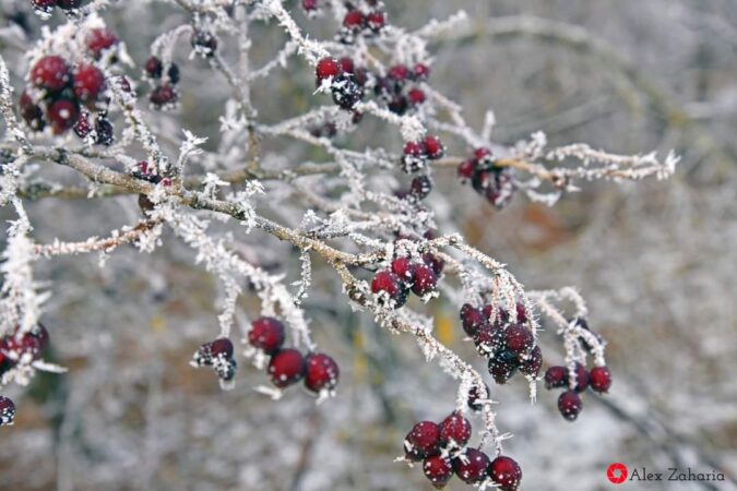 Orice minune ține trei zile: Nu vine primăvara, ci se întoarce iarna Orice minune ține trei zile: Nu vine primăvara, ci se întoarce iarna! Meteorologii Accuweather anunță că temperaturi ridicate vor mai fi câteva zile , însă lucrurile se schimbă radical.