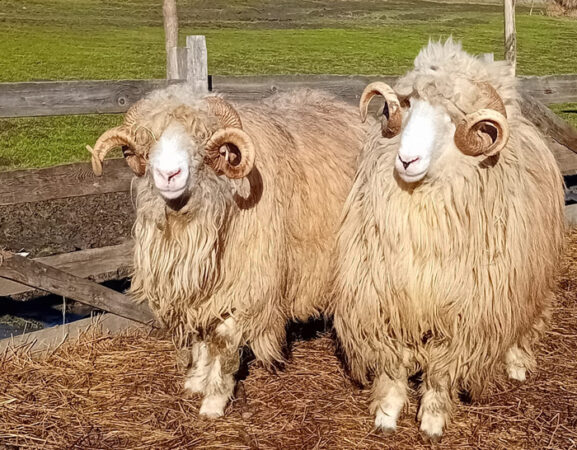 A fost adoptată Hotărârea pentru aprobarea plafoanelor alocate ajutoarelor naționale tranzitorii în sectorul zootehnic, pentru anul de cerere 2023