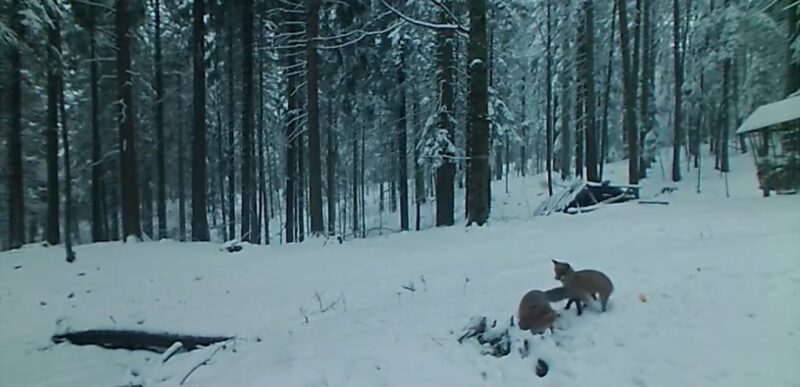 Începem ziua și săptămâna cu imagini frumoase cu două vulpițe cu chef de joacă. VIDEO Începem ziua și săptămâna cu imagini frumoase cu două vulpițe cu chef de joacă filmate într-o pădure din Parcul Natural Vânători Neamț.