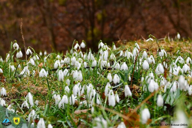 Să ne începem ziua cu ceva frumos de admirat și NU de luat acasă! Brândușe și ghiocei în Parcul Național Retezat