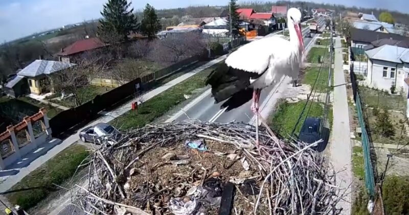 A venit prima barză în cuibul de la Răcari, o adevărată legendă. VIDEO A venit prima barză în cuibul de la Răcari, o adevărată legendă, marele și așteptatul eveniment a avut loc în dimineața zilei