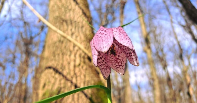 A înflorit laleaua pestriță în pădurile administrate de Romsilva A înflorit laleaua pestriță în pădurile administrate de Romsilva - Ocolul Silvic Lunca Timișului.