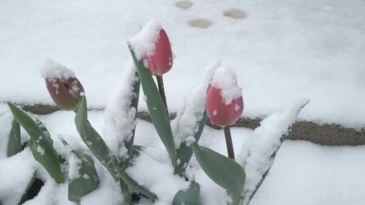 Iarna s-a întors în unele zone ale țării Iarna s-a întors în unele zone ale țării, chiar dacă ieri erau 27 de grade Celsius.