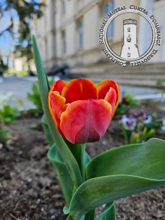 LALEAUA "DOAMNA MARIA BRÂNCOVEANU" a înflorit în  curtea Palatului Potlogi și la Curtea Domnească din Târgoviște 