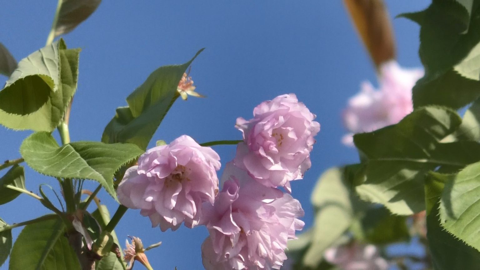 450 de cireși japonezi au fost plantați pe Bulevardul „Regele Ferdinand” din Târgoviște. VIDEO 450 de cireși japonezi au fost plantați pe Bulevardul "Regele Ferdinand" din Târgoviște, este vorba despre zona Dâmbovița Mall.