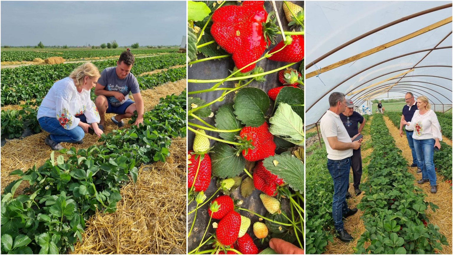 La Tărtășești, solarii de căpșuni cât vezi cu ochii, Marius și Ionuț sunt producători locali dâmbovițeni