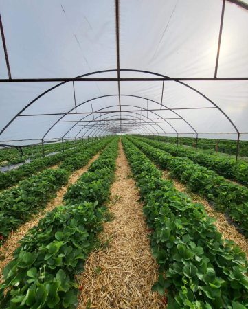 Platforma electronică creată pentru beneficiarii și prestatorii de activități casnice este acum operațională  poate fi accesată la adresa https://tichete.anofm.ro/.