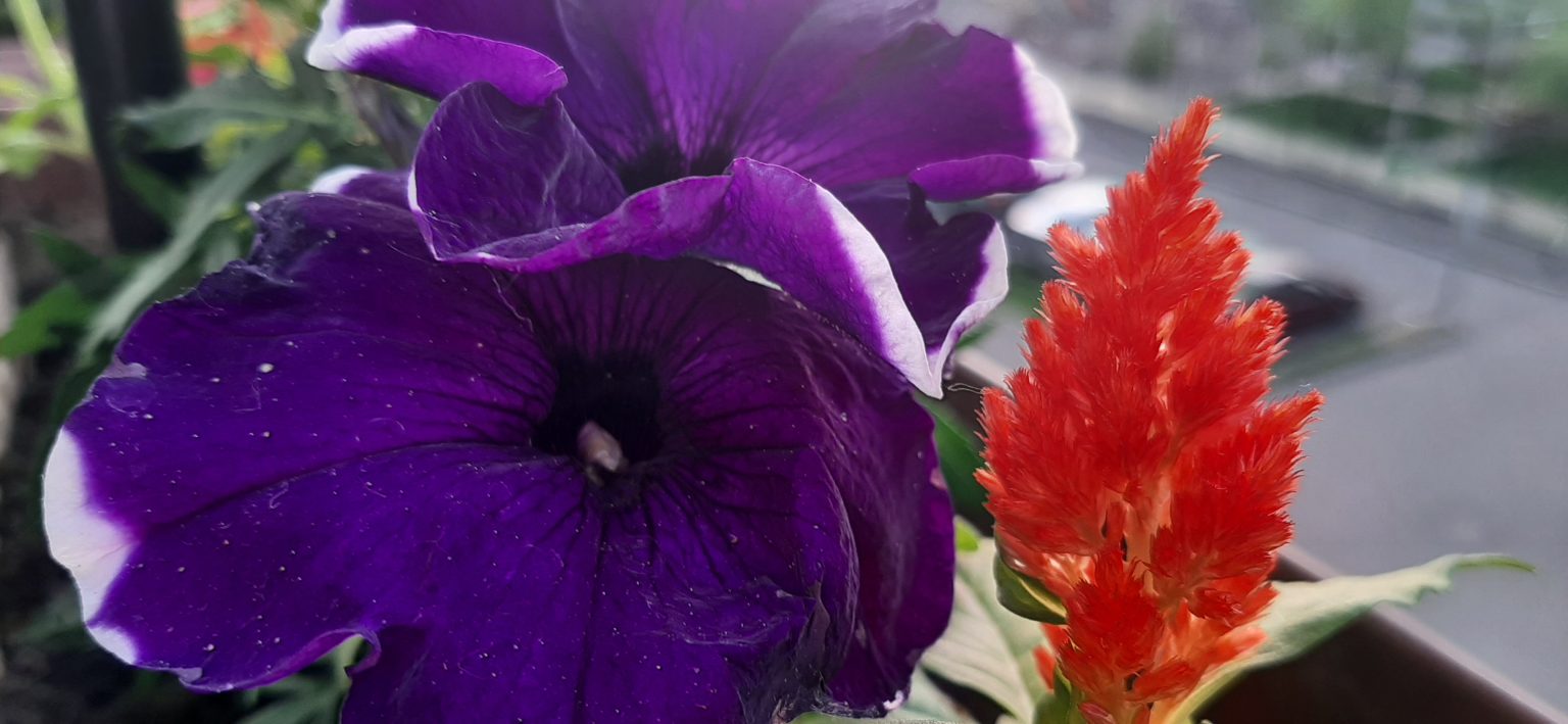 Vremea va fi predominant frumoasă, în Dobrogea şi Muntenia, trecător cerul va avea înnorări şi izolat, ziua, vor fi posibile ploi slabe