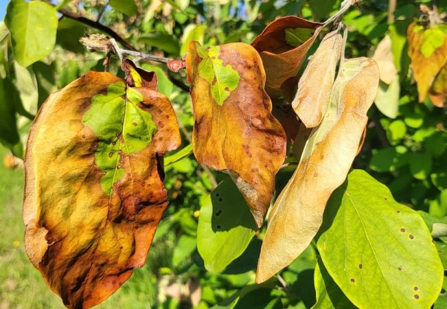 ALERTĂ pe Valea Dâmboviței: Bacteria „Focul Bacterian” amenință livezile din Cândești ALERTĂ pe Valea Dâmboviței: Bacteria "Focul Bacterian" amenință livezile din Cândești