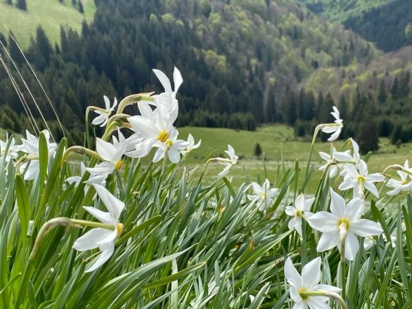 Imaginile dimineții: Narcisele din Poiana de pe Valea Vinului din Parcul Național Munții Rodnei Imaginile dimineții: Narcisele din Poiana de pe Valea Vinului  din Parcul Național Munții Rodnei  au înlforit și pot fi admirate și în zilele următoare.