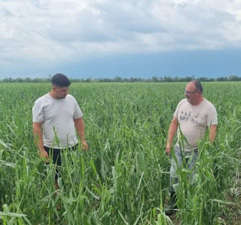 Culturile fermierilor din bazinul legumicol Lungulețu-Slobozia Moară, distruse de grindină.