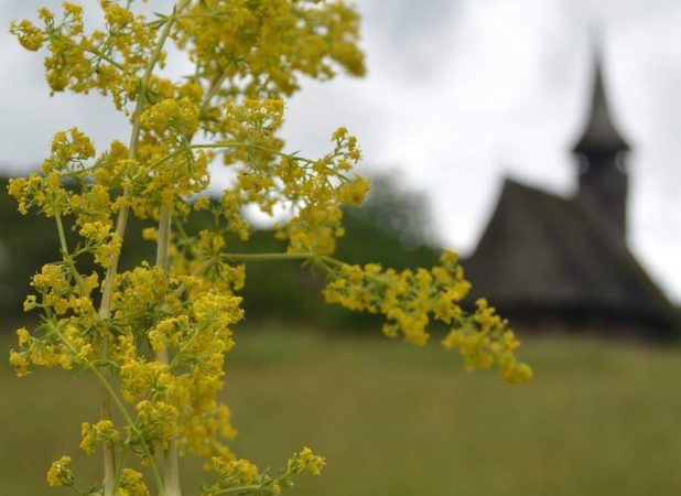 Drăgaica sau Sânzienele, 24 iunie, în Ardeal, sărbătoarea este denumită Sânziene, în timp ce în Muntenia și Oltenia