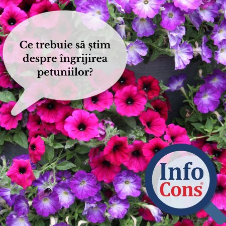InfoCons: Ce trebuie să știm despre îngrijirea petuniilor?