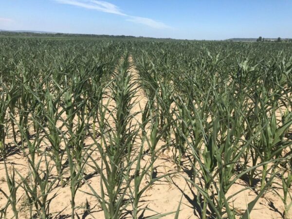 ESTE PRĂPĂD, CULTURILE SUNT COMPROMISE DIN CAUZA SECETEI ESTE PRĂPĂD, CULTURILE SUNT COMPROMISE DIN CAUZA SECETEI, în urma prognozei meteo pentru săptămâna ce vine , se anunță