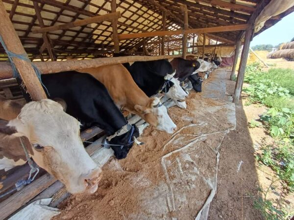 APIA prin intermediul Centrelor Județene, efectuează plata ajutorului de stat în sectorul creșterii animalelor (ameliorare rase)