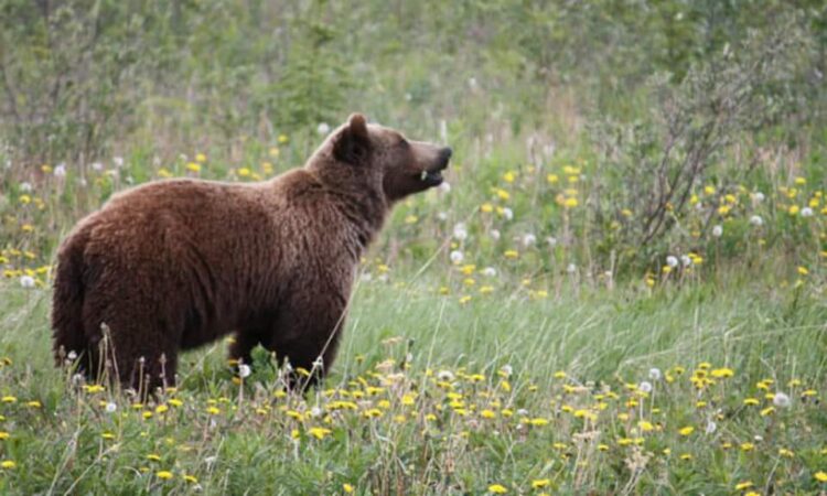 Un urs a fost văzut în comuna Pucheni, iar autoritățile au emis un mesaj Ro-ALERT pentru a avertiza cetățenii să evite zona și să rămână în locuințe.