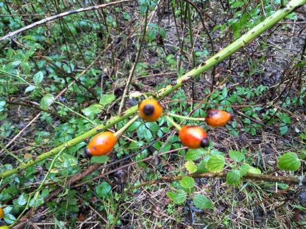 Acum cade bruma, apare promoroaca, iar vântul bate mai cu putere, toate acestea spunând că iarna ce vine va fi/ sau nu, blândă.