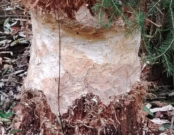 Castorul european, considerat dispărut din fauna României timp de aproape două secole, își extinde acum teritoriul în județul Hunedoara