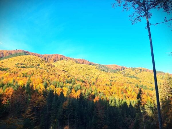 Imaginile zilei: Toamna se numără printre cele mai spectaculoase anotimpuri în pădurile din România, iar Ocolul Silvic Marginea